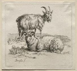 Animalia : Bélier et Chèvre