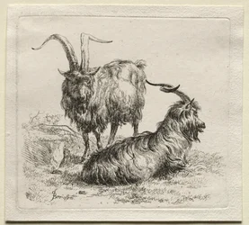Animalia : Deux chèvres