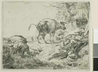 Vache se soulageant