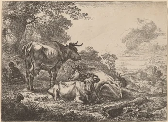 Vaches au repos
