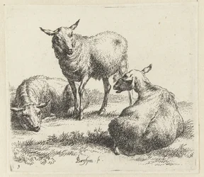 Trois moutons (Animalia ad vivum delineata et aqua forti aeri impressa Studio et Arte Nicolai Berchemi)