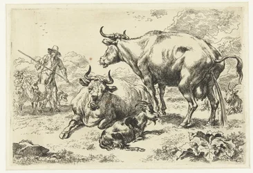 Vache couchée et vache urinant