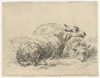 Deux moutons couchés