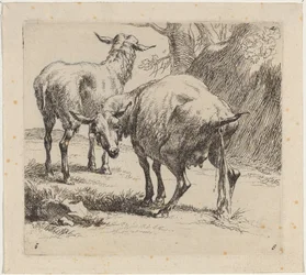 Deux moutons, un pissant