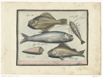 Bar, crevette, éperlan et perche Libelivs varia Genera piscium complectens Poissons d