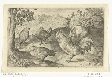 Trois poules et deux coqs