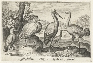 Cigogne, grue, héron et spatule