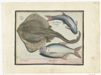 Raie, brème et poisson blanc