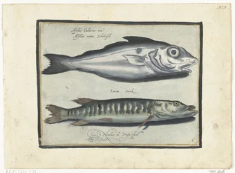 Églefin et brochet