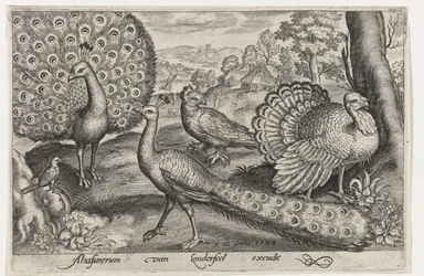 Deux paons et un dindon - Oiseaux et insectes (titre de la série)