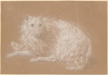 Un chien à poil long couché