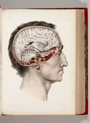 Lithographie coloriée à la main d’une tête disséquée de profil montrant le cerveau, tirée du « Traité complet de l’anatomie de l’homme, comprenant la médecine opératoire », 1831-54