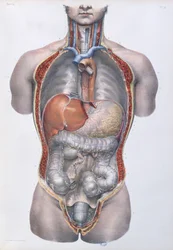Organes internes, planche tirée du « Traité complet de l