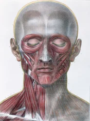 Musculature du visage, planche de 