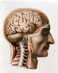 Le cerveau, planche de 