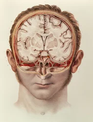 Le Cerveau, planche de Traité Complet de l