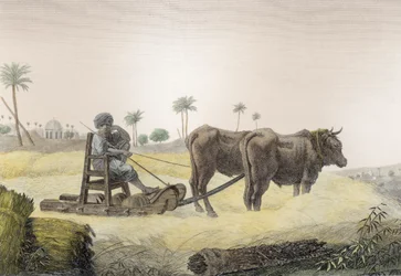 Récolte de maïs, du Volume II Arts et Métiers de 