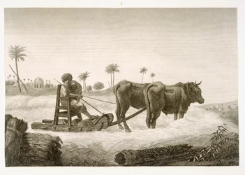 Récolte de maïs, du Volume II Arts et Métiers de 