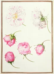 Six têtes de roses anciennes