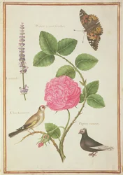 Centifolia Rose, Lavande, Papillon Tortoiseshell, Chardonneret et Pigeon huppé