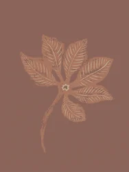 Feuille végétale texturée