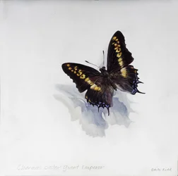 Charaxes castor, empereur géant, 2014 (acrylique sur bois gessoïsé)