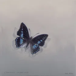 Charaxes imperialis 1 (b), 2014 (acrylique sur bois)
