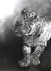 Panthera pardus 2, 2009 (fusain et conte sur papier Fabriano)
