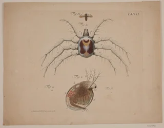 Insectes. Planche II de l