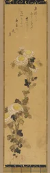 Chrysanthèmes, 18ème-19ème siècle