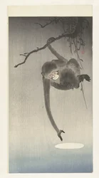 Singe et reflet de la lune