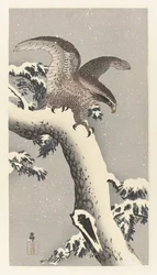 Aigle sur un pin enneigé