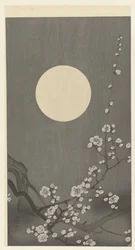 Fleurs de prunier en pleine lune