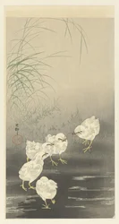 Poussins et ver