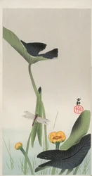 Libellule et Lotus
