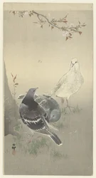 Trois pigeons apprivoisés