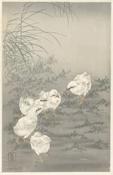 Cinq poussins