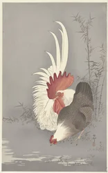 Coq et poule