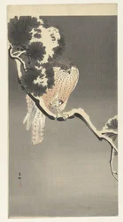 Faucon avec moineau