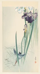 Martin-pêcheur et iris