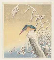 Martin-pêcheur dans la neige