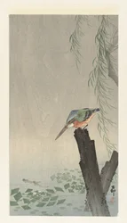 Martin-pêcheur sur une souche