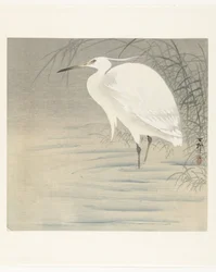 Petite aigrette