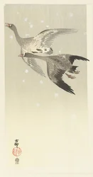 Oies cendrées volant dans la neige