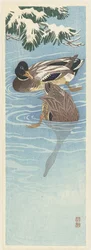 Couple de canards sauvages dans l