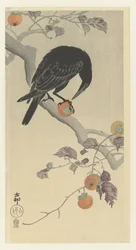 Corbeau avec fruit de kaki