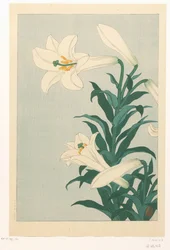 Lys