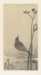 Pipit au bord de l