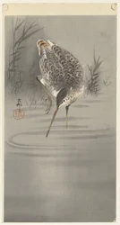 Bécassine dans l