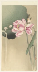 Oiseau chanteur et lotus